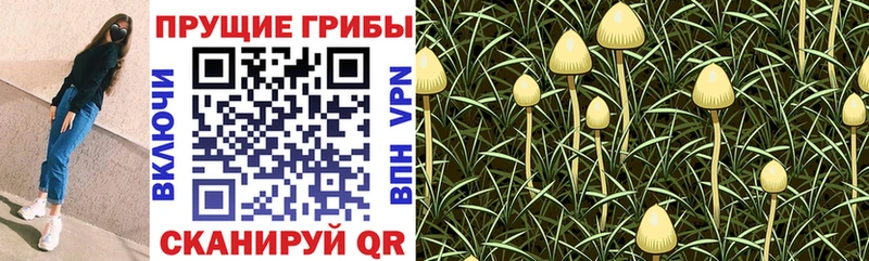 Галлюциногенные грибы мицелий Гаджиево
